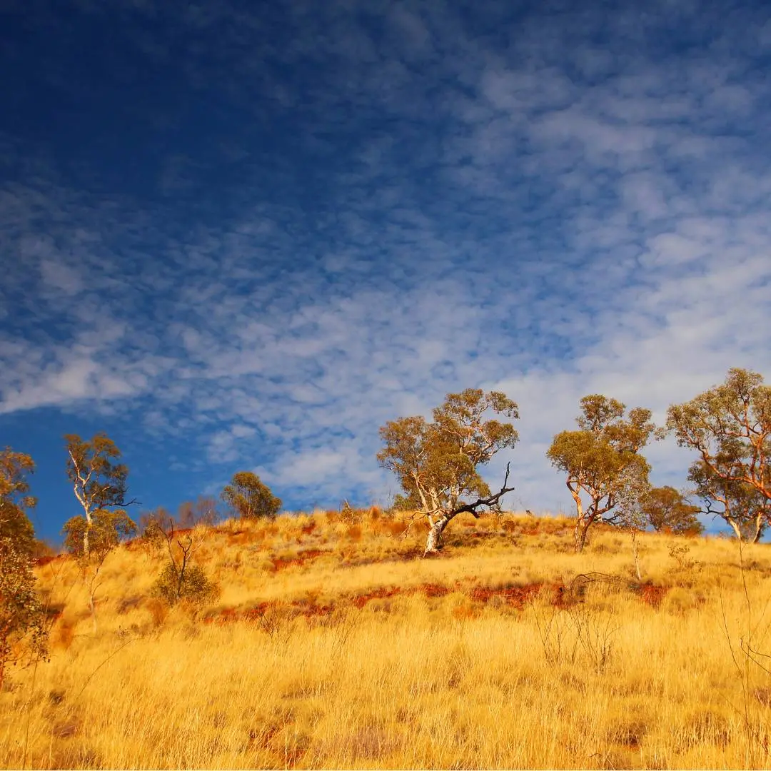 About-Us-Jojoba-Australia-Outback