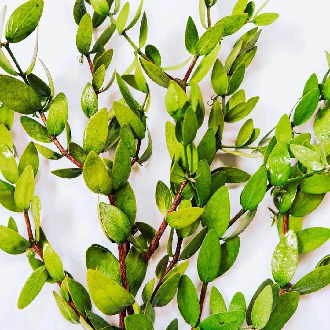 Jojoba-Leaves
