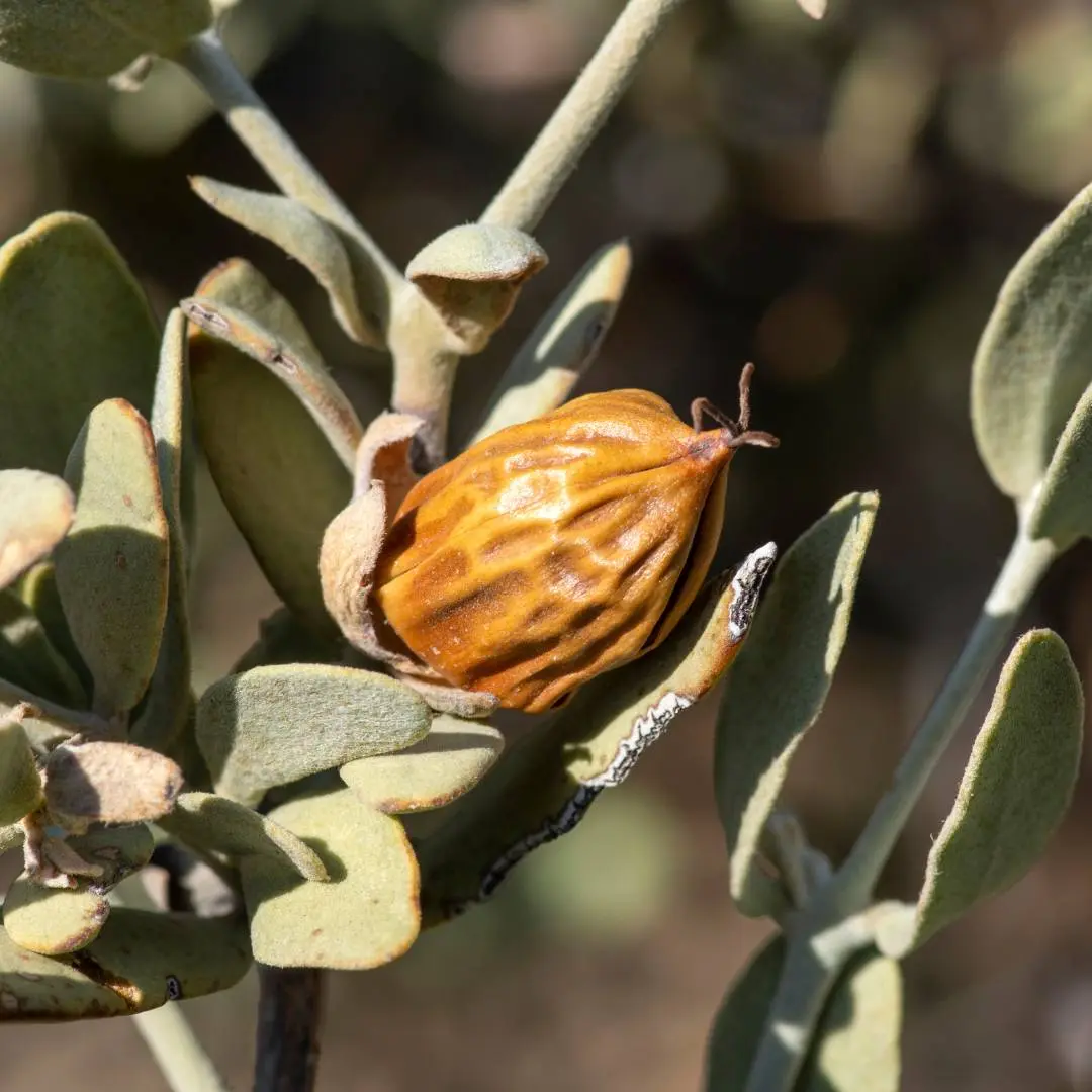 Jojoba-seed